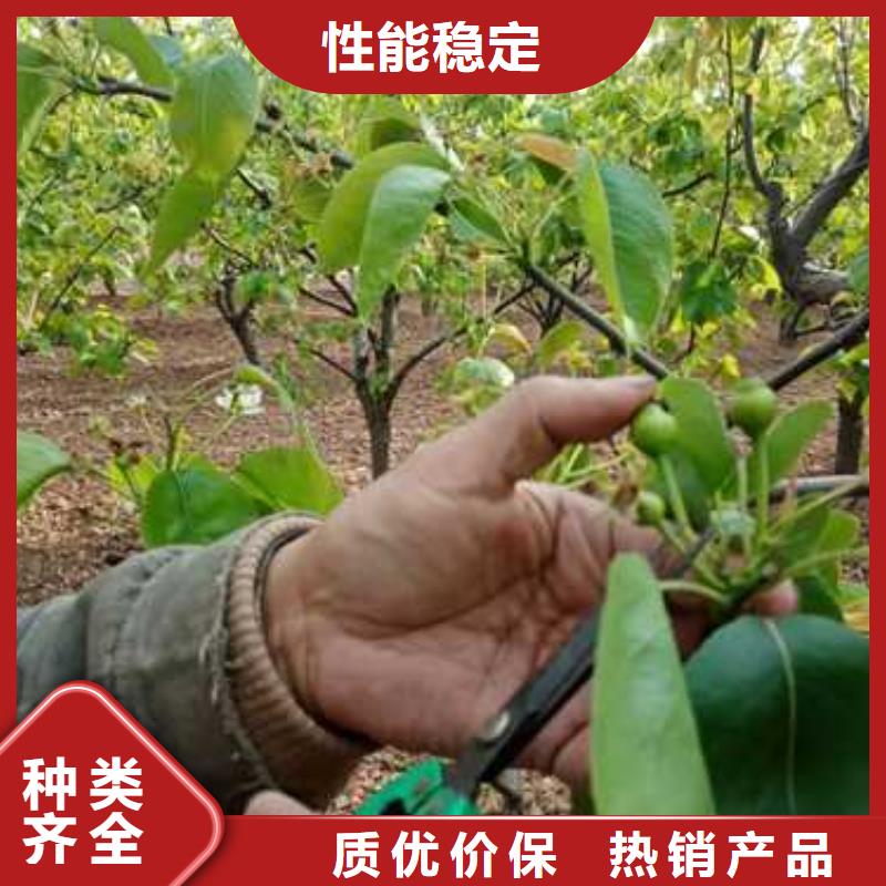 杜梨十四號桃樹苗好產品放心購
