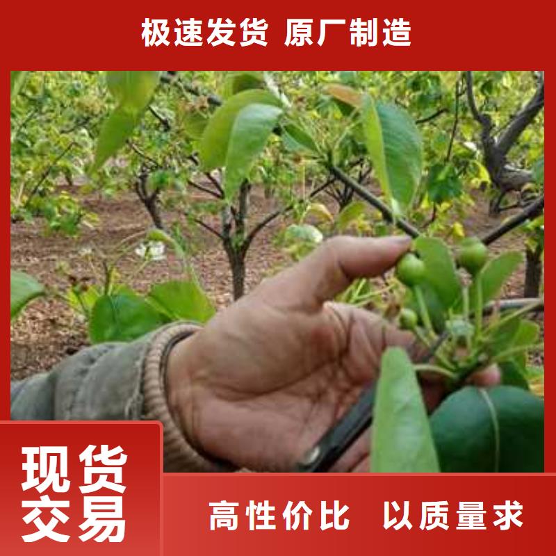 杜梨【紅香酥梨樹(shù)苗】誠(chéng)信經(jīng)營(yíng)現(xiàn)貨現(xiàn)發(fā)