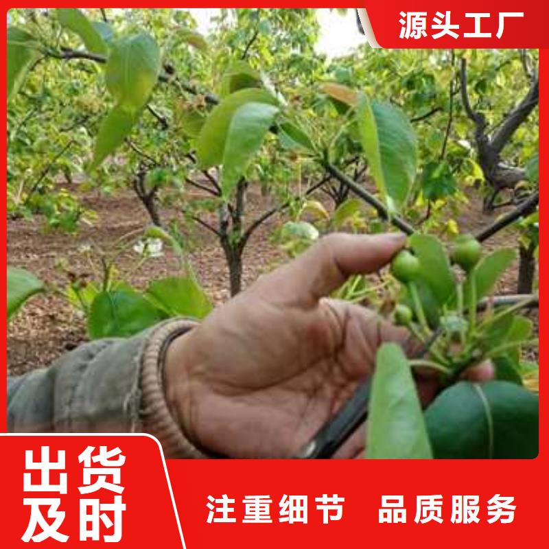 杜梨奧紅一號梨苗發貨及時