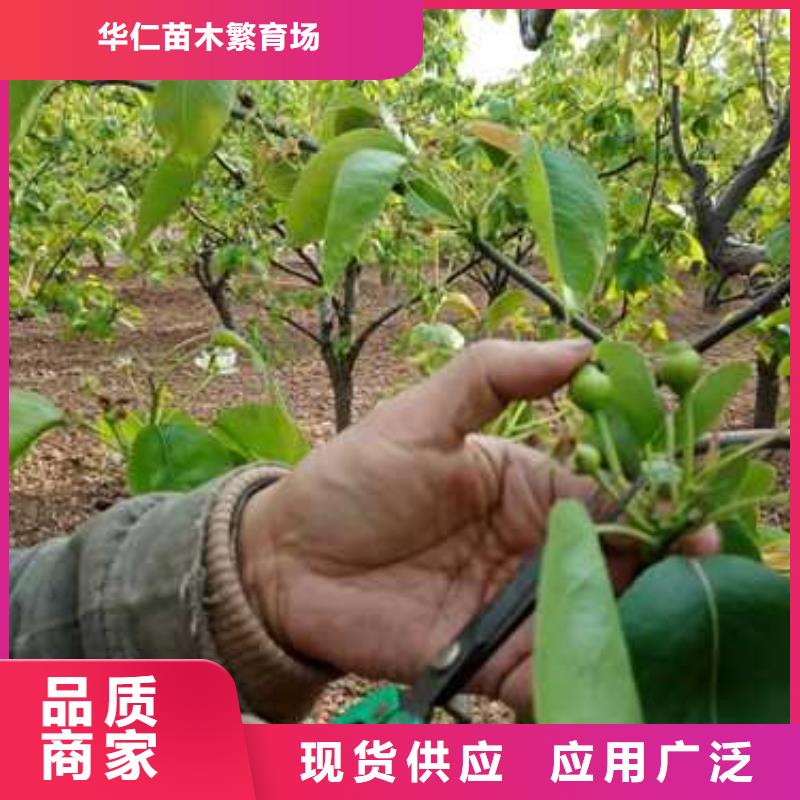 杜梨,毛桃苗品牌企业