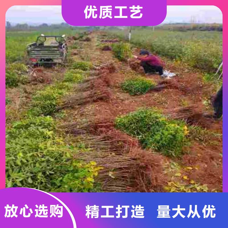 杜梨香酥梨樹苗放心選購