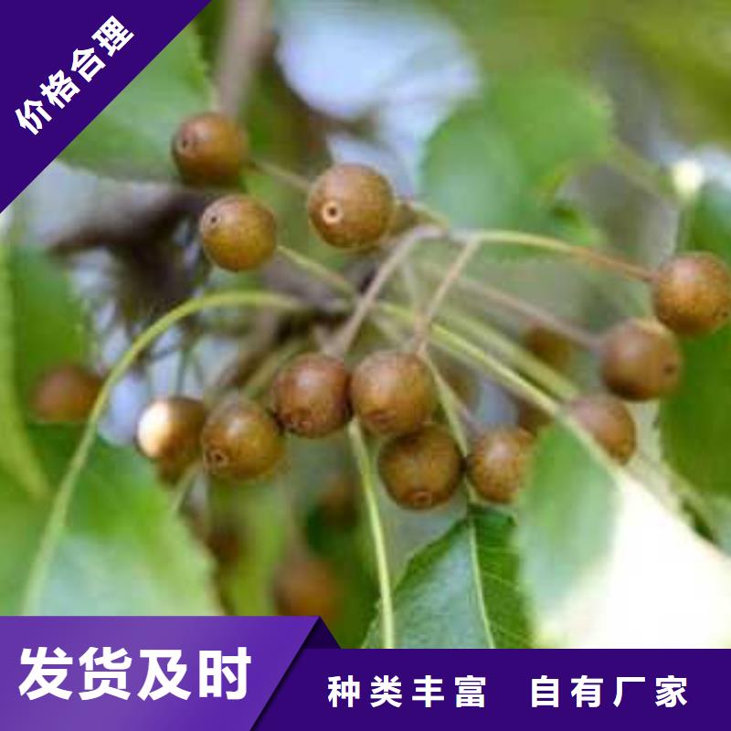 杜梨-香酥梨樹苗源頭把關放心選購