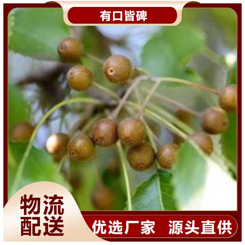 杜梨桃樹(shù)苗值得信賴