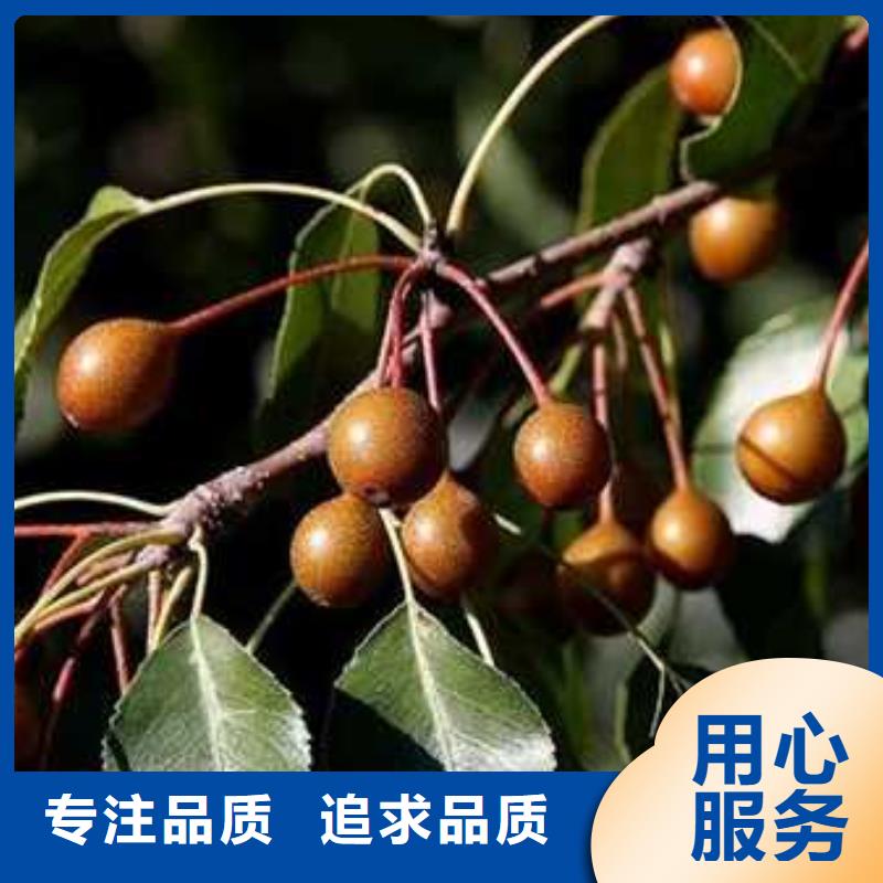 杜梨,毛桃苗来图定制
