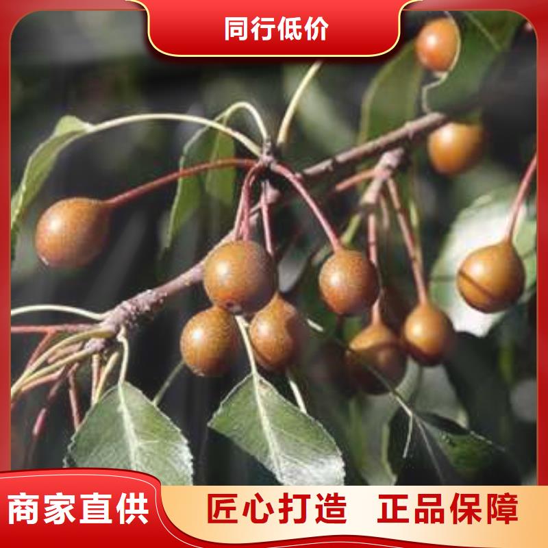 杜梨紅香酥梨樹苗專業信賴廠家