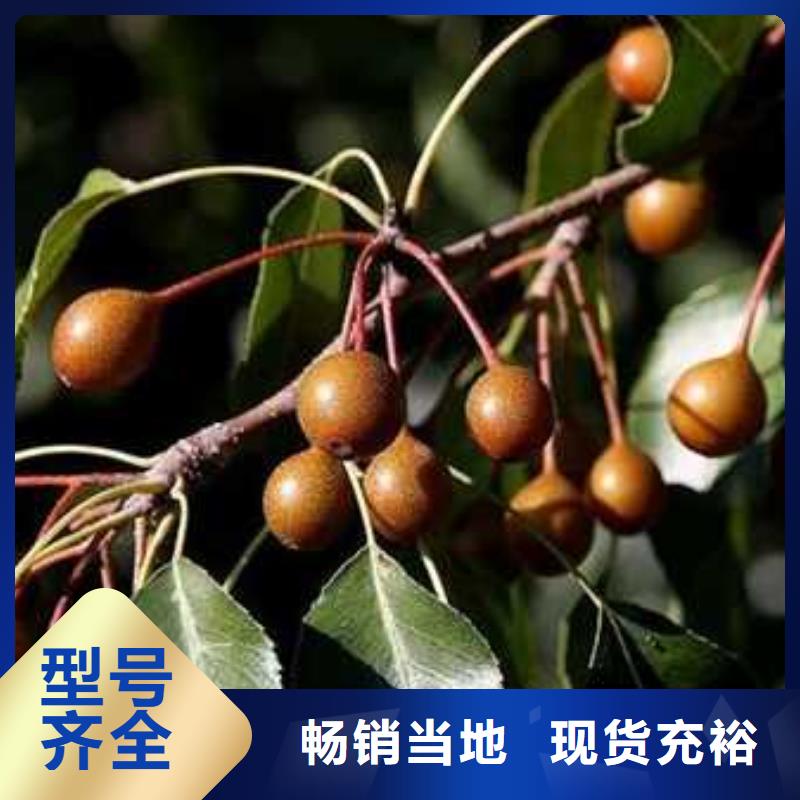 杜梨香酥梨樹苗精品選購