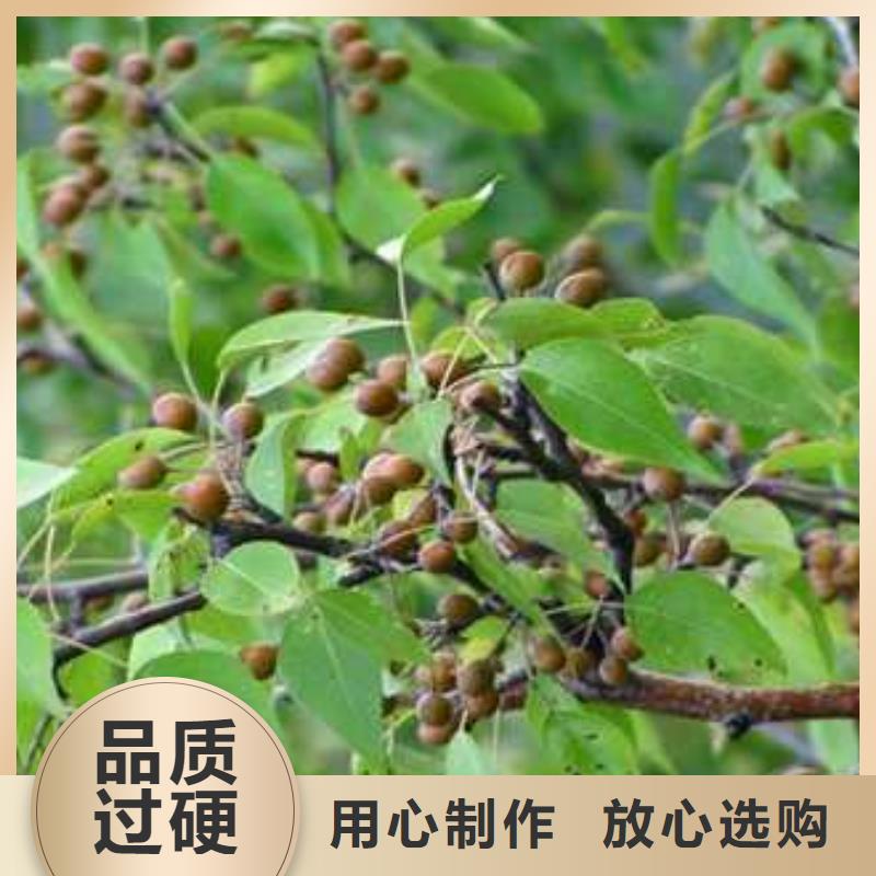 杜梨,毛桃苗來圖定制