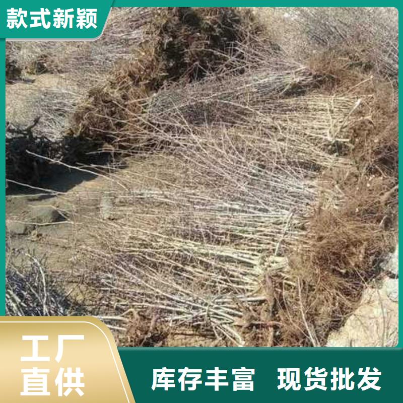 杜梨杜梨苗質優價保