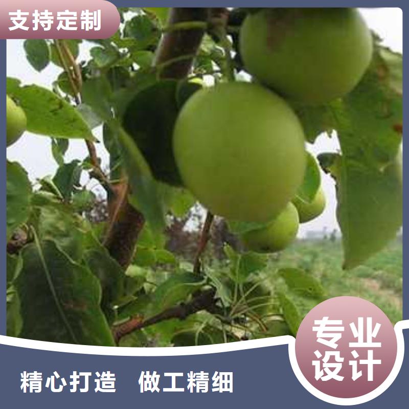 杜梨小苗管理方式