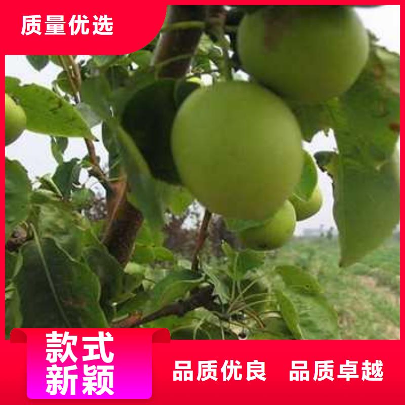 杜梨新梨7號梨樹苗對質量負責