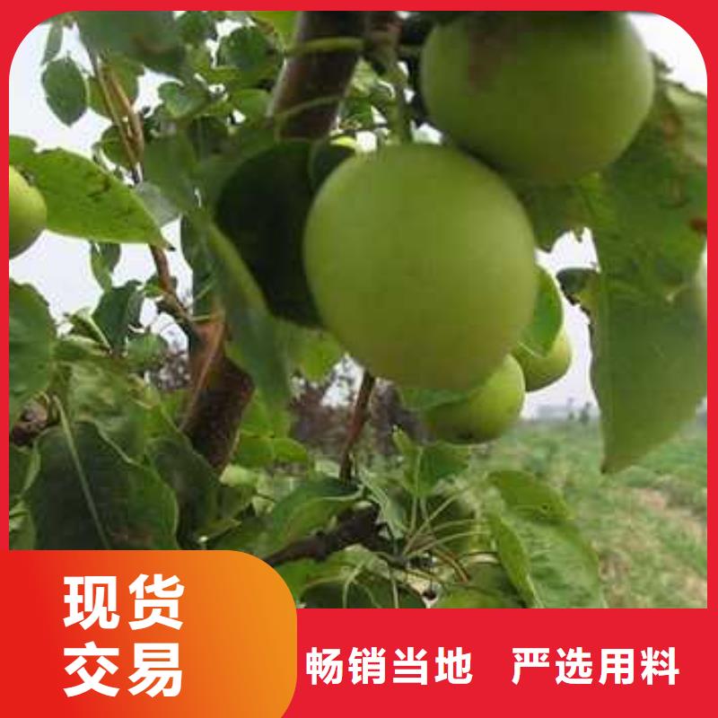 杜梨山桃苗安心购