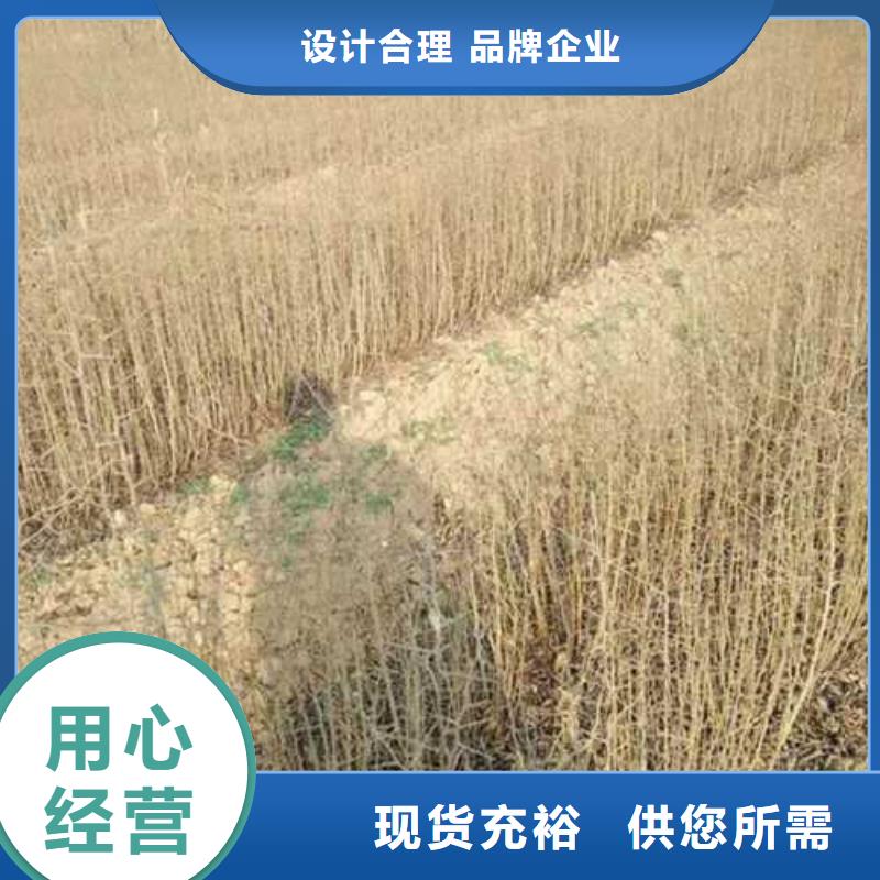 杜梨,黃冠梨樹苗制造生產銷售