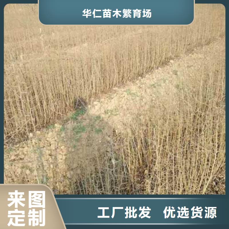 【杜梨】杜梨苗價格透明