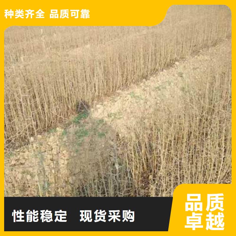 杜梨,黄冠梨树苗制造生产销售