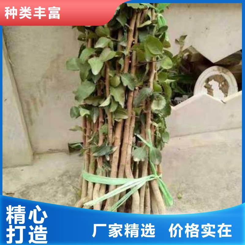 杜梨,奧紅全紅梨樹苗價(jià)格有優(yōu)勢