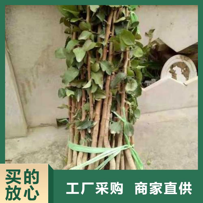 杜梨杜梨苗質優價保