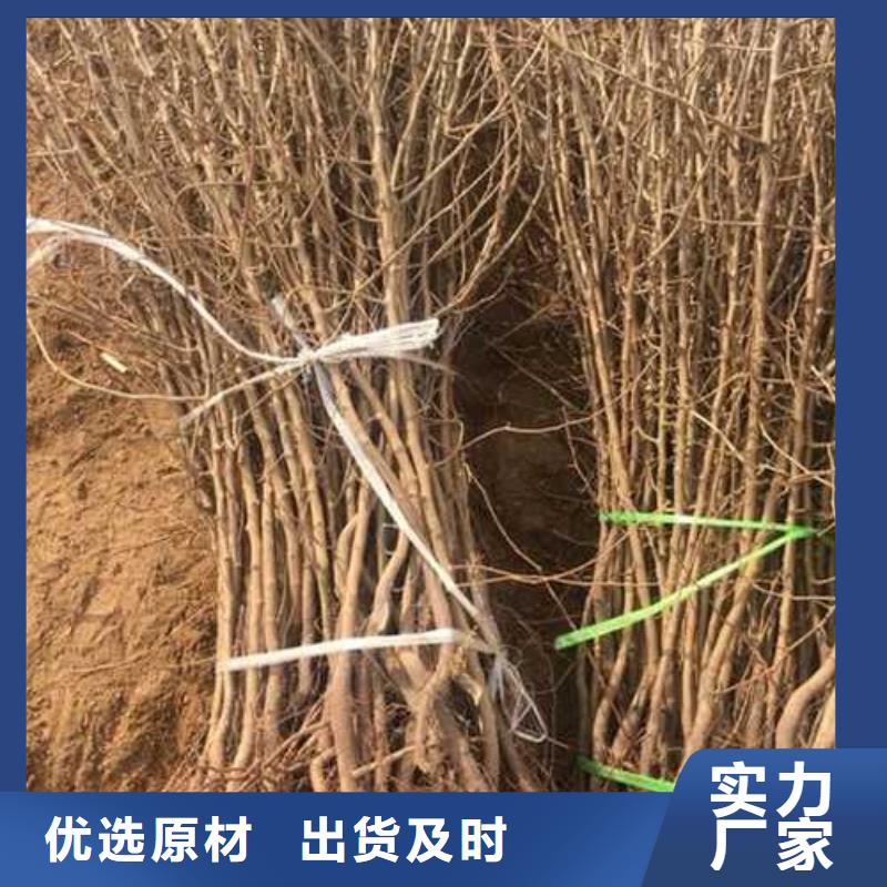 【杜梨皇冠梨樹苗廠家經驗豐富】