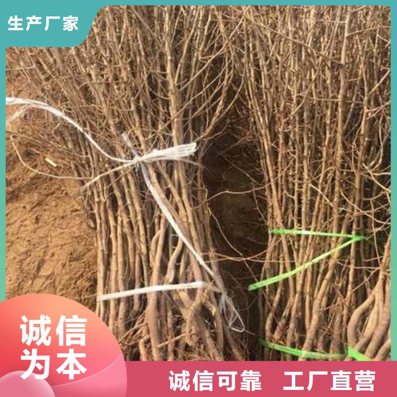 杜梨梨樹苗按需設計