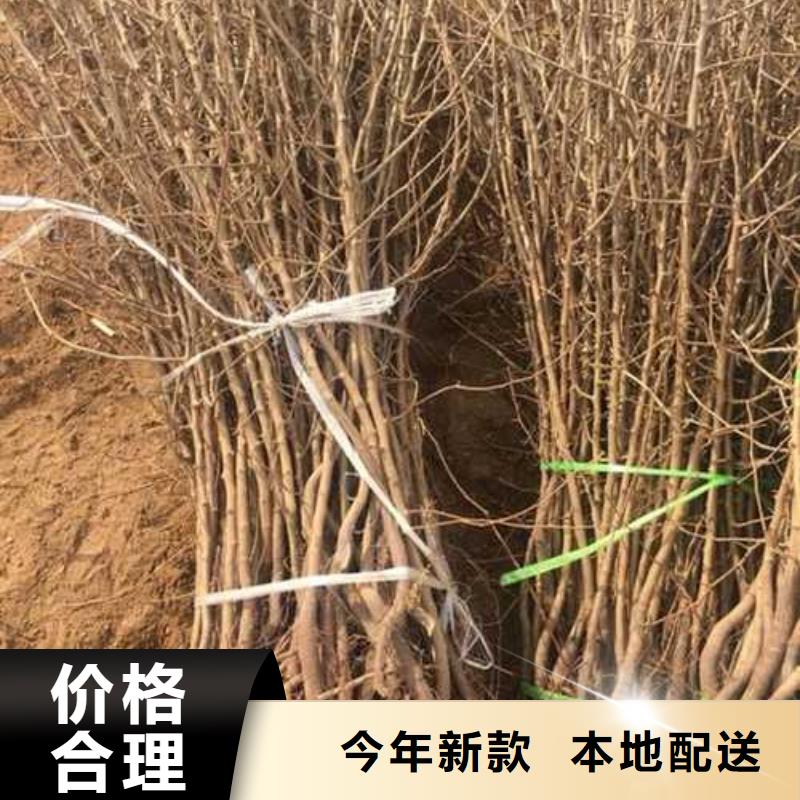杜梨树苗厂家