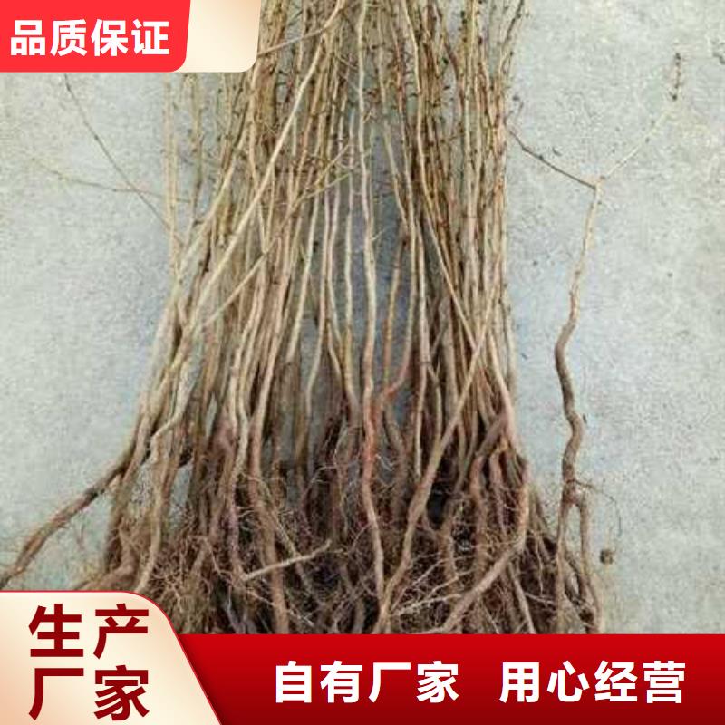 杜梨奥红全红梨树苗实体诚信厂家