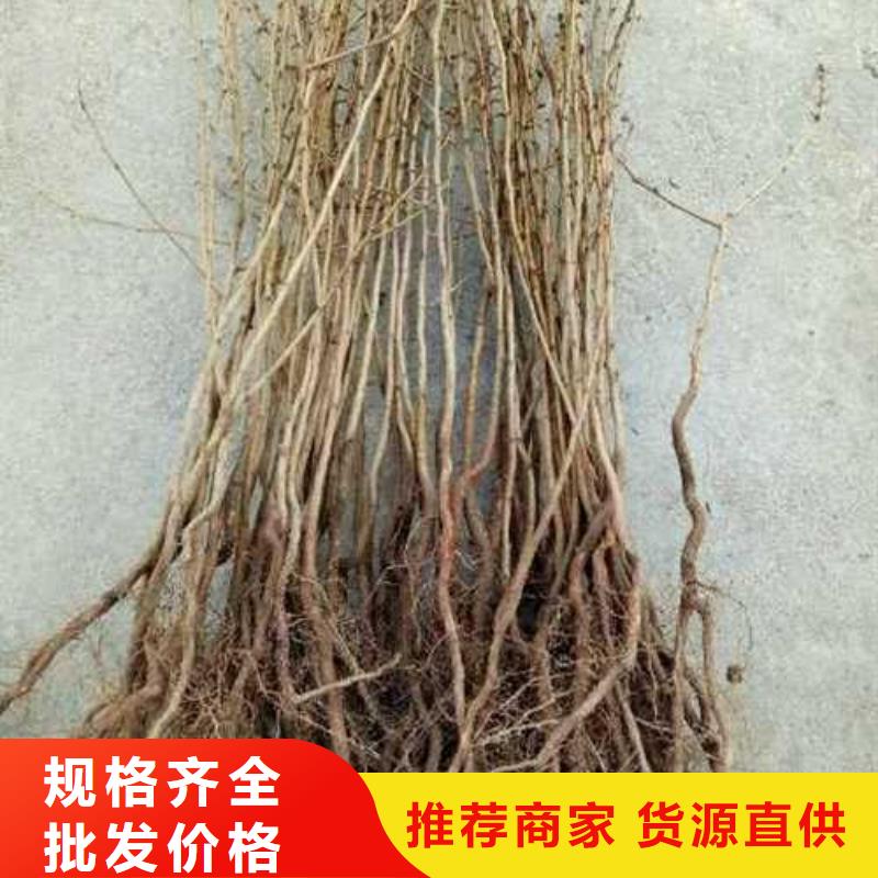 杜梨新梨7號梨樹苗購買的是放心