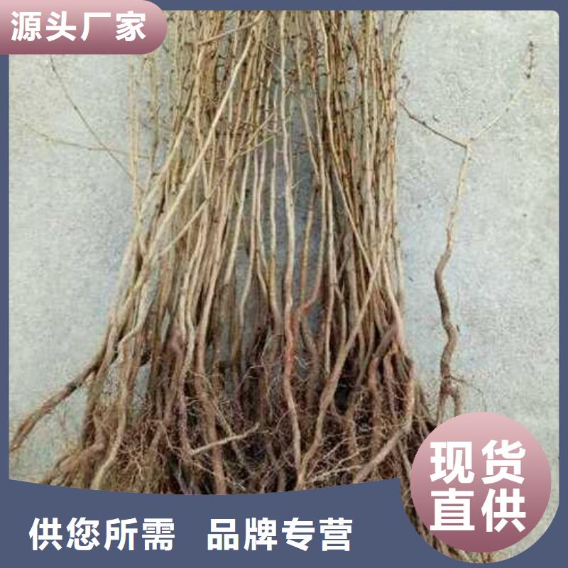 杜梨皇冠梨樹苗自有生產工廠