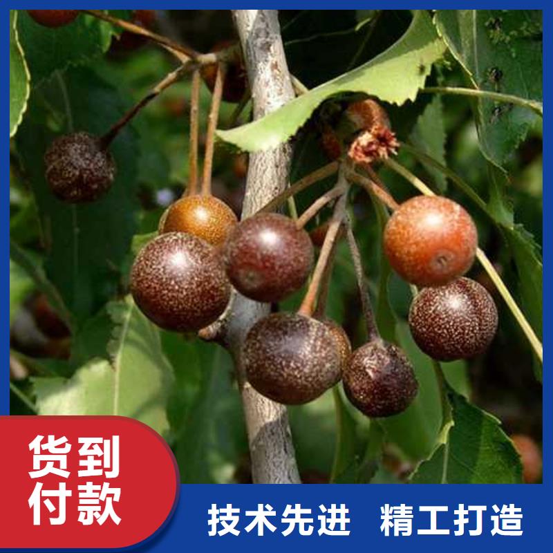 杜梨皇冠梨樹苗自有生產工廠