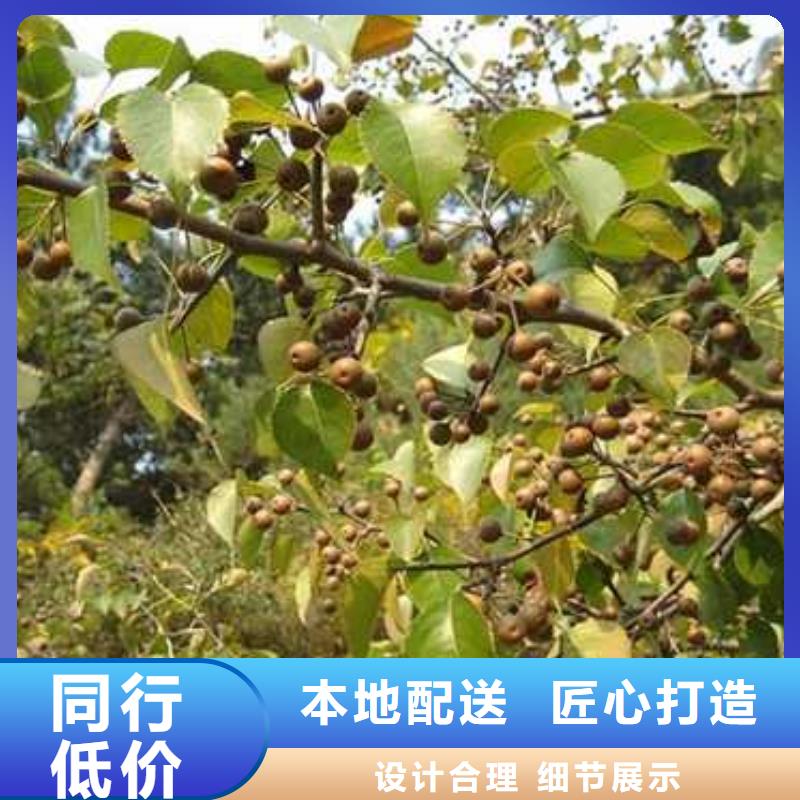 杜梨香酥梨樹苗精品選購
