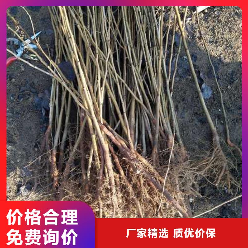 杜梨海棠苗免費獲取報價