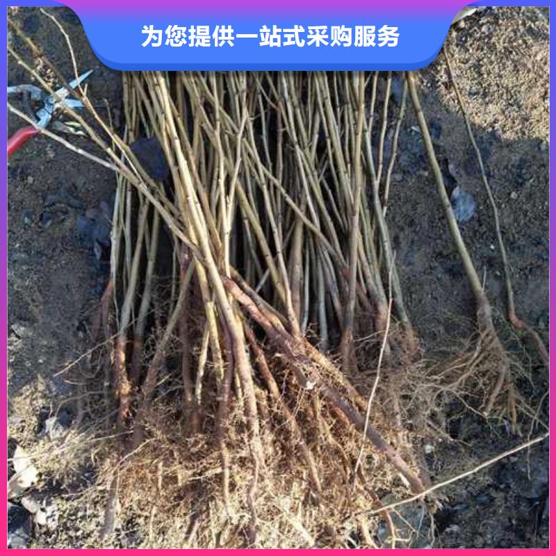杜梨奥红全红梨树苗实体诚信厂家