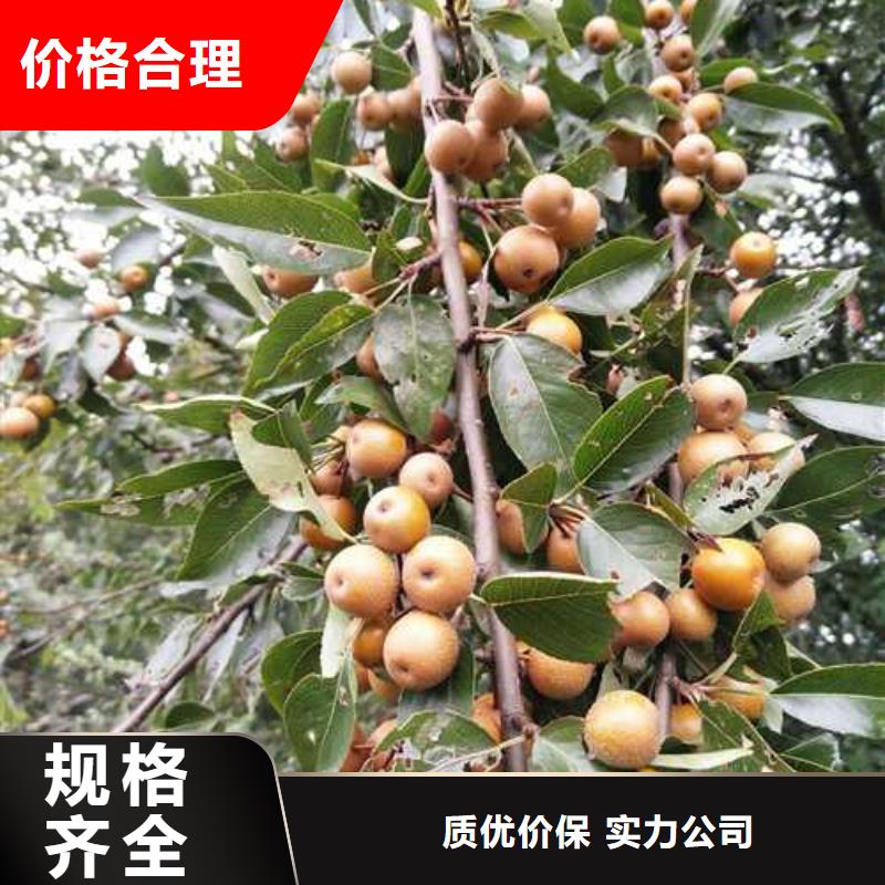 杜梨_瑞蟠101桃樹苗廠家現貨批發