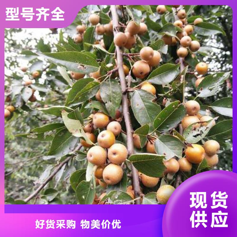 杜梨,海棠苗好貨直銷