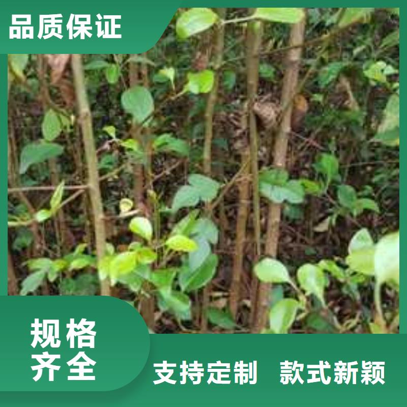 杜梨新梨7号梨树苗颜色尺寸款式定制