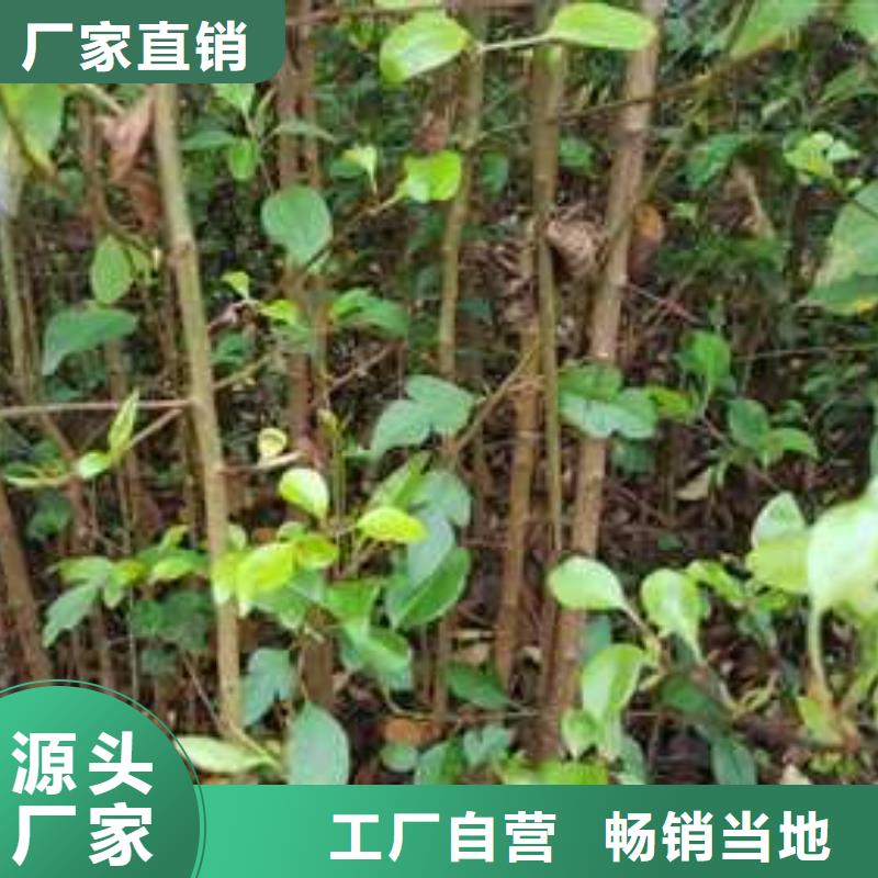 杜梨香酥梨树苗品质无所畏惧