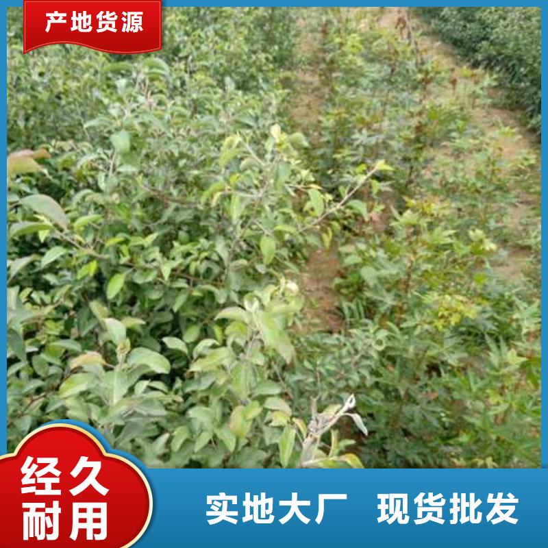 杜梨,黄冠梨树苗制造生产销售