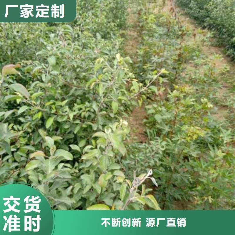 杜梨梨樹苗按需設計