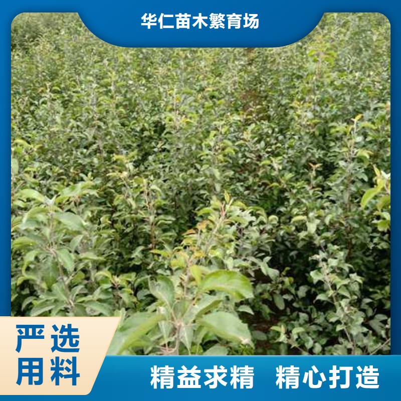 杜梨皇冠梨樹苗N年專注