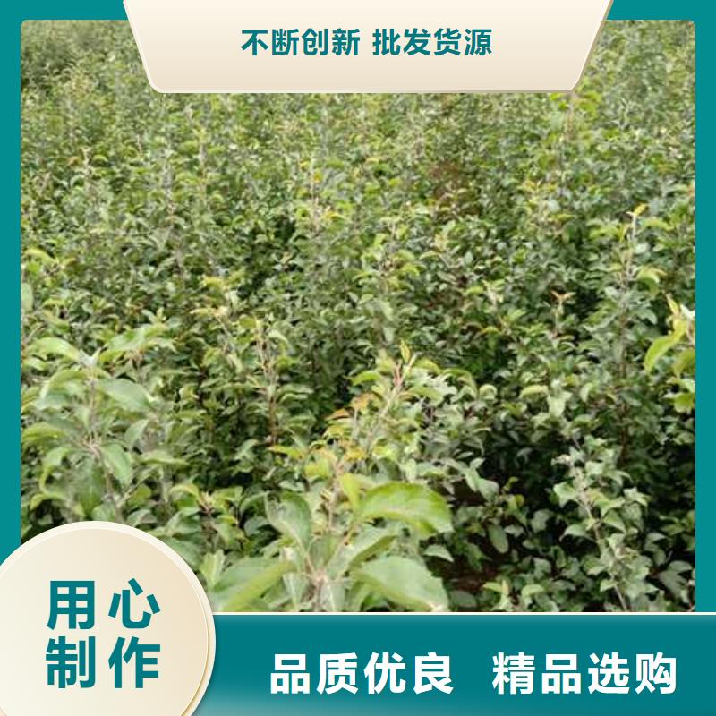 杜梨海棠苗免費獲取報價