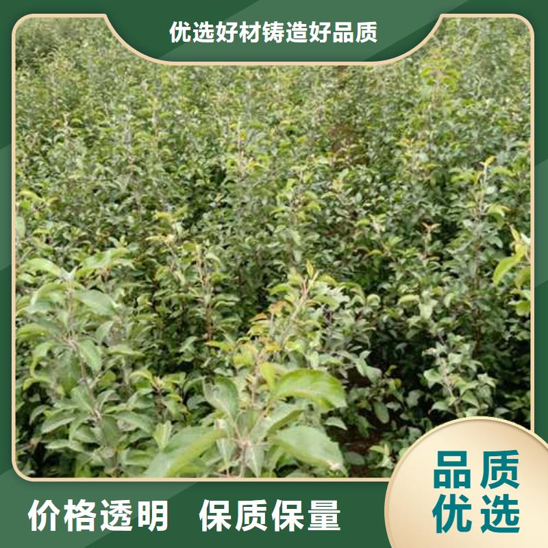 杜梨奧紅一號梨苗發貨及時