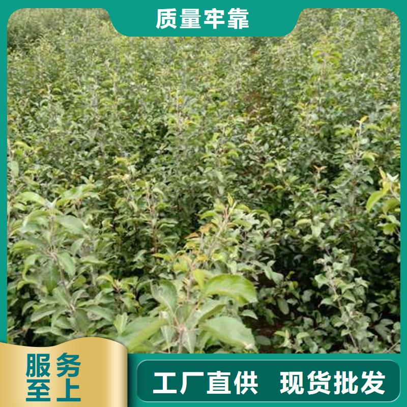 【杜梨新梨7号梨树苗支持定制】