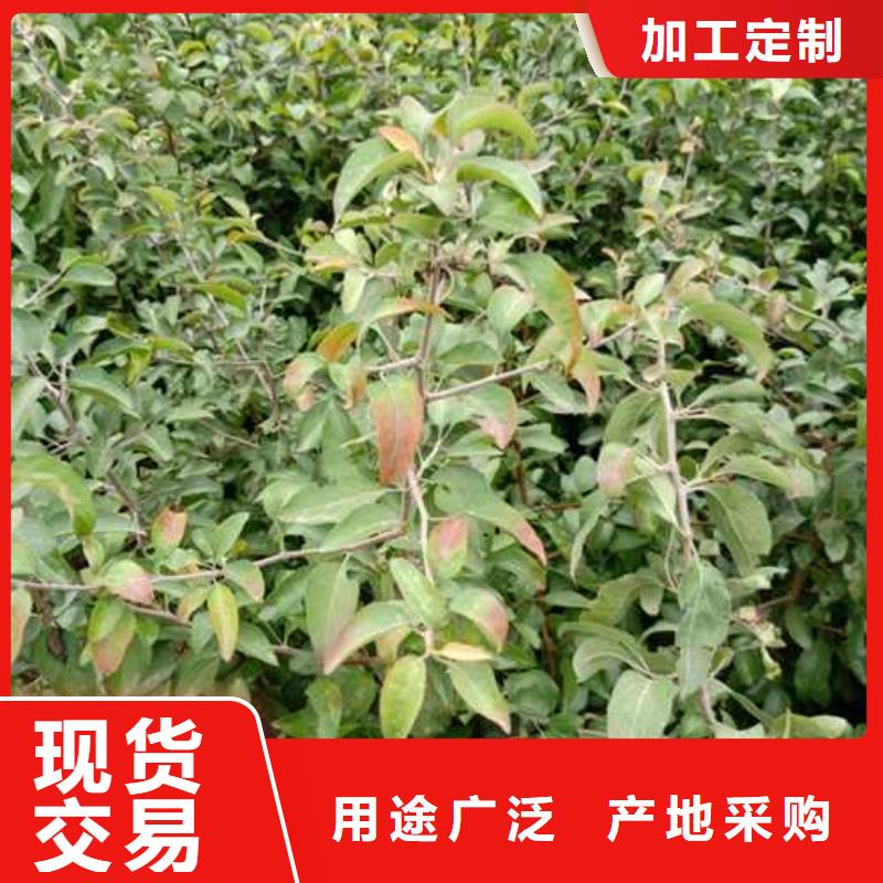 杜梨-杜梨苗源厂供货