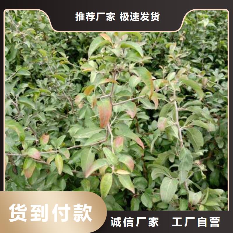 杜梨皇冠梨樹苗自有生產工廠
