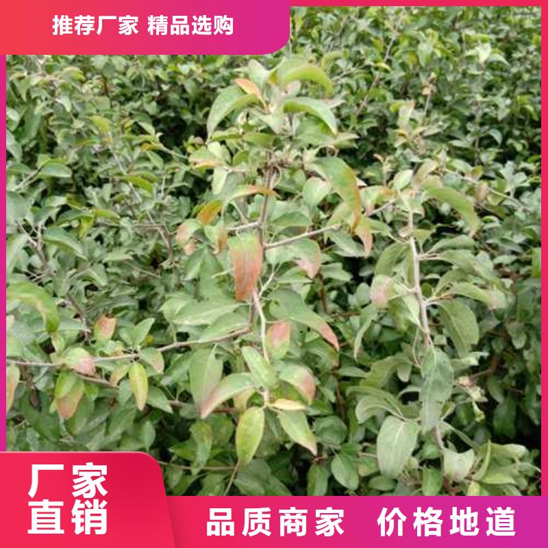 杜梨山桃苗安心购