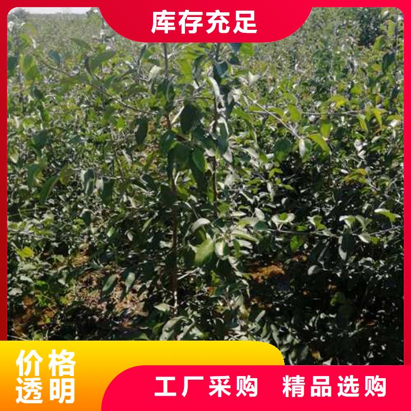 【杜梨】杜梨苗價格透明