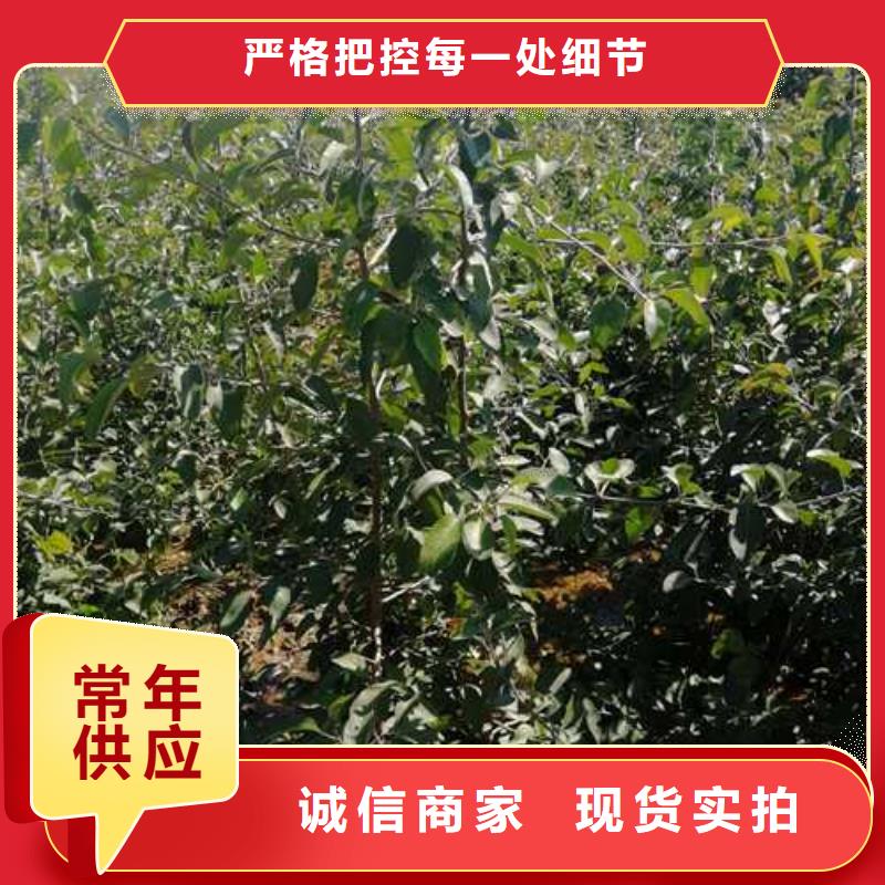 杜梨十四號桃樹苗好產品放心購