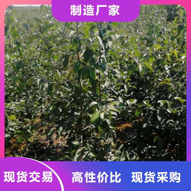 杜梨,奧紅全紅梨樹苗價(jià)格有優(yōu)勢