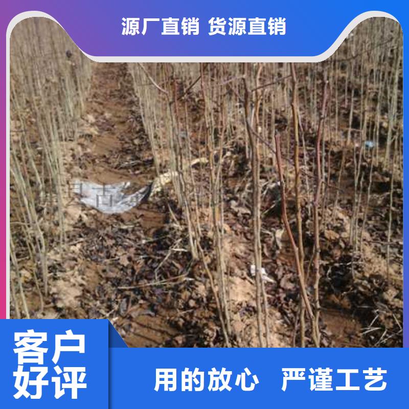 杜梨海棠苗物流配貨上門