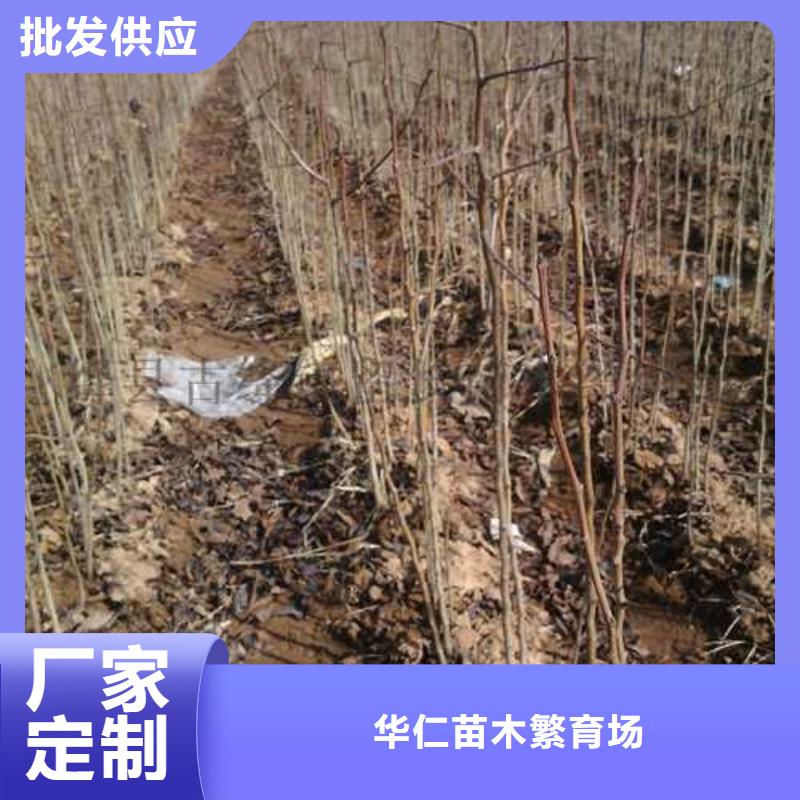 杜梨山桃苗同行低價