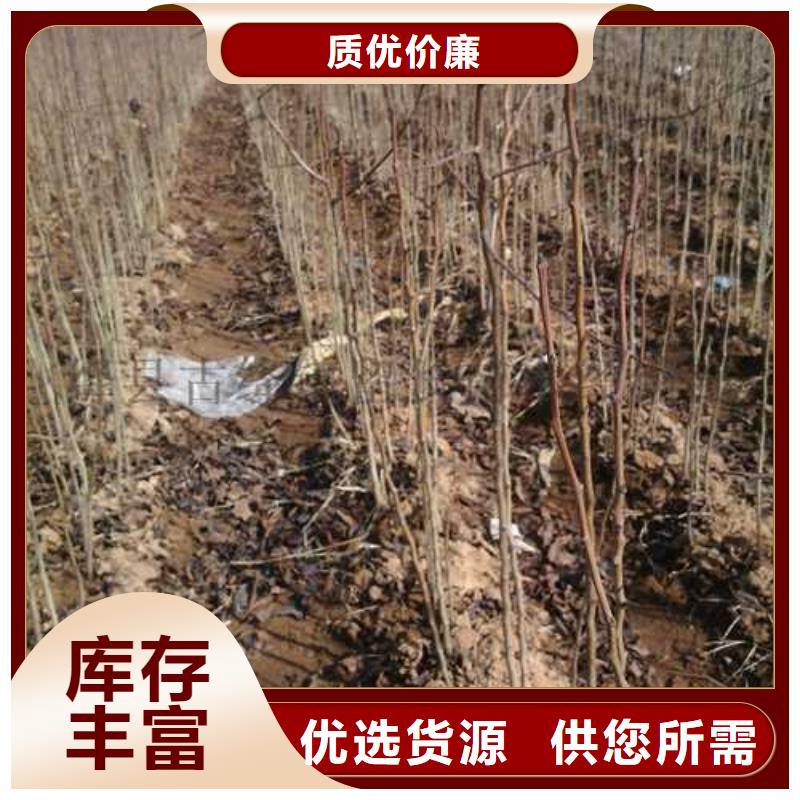 【杜梨】杜梨苗價格透明