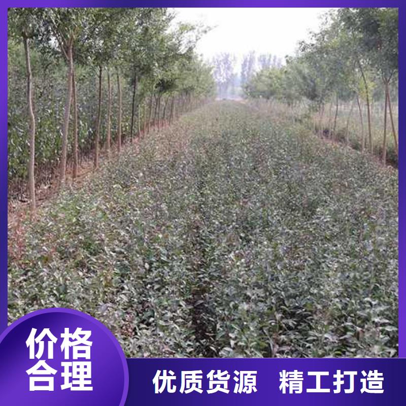 杜梨苗病蟲防治